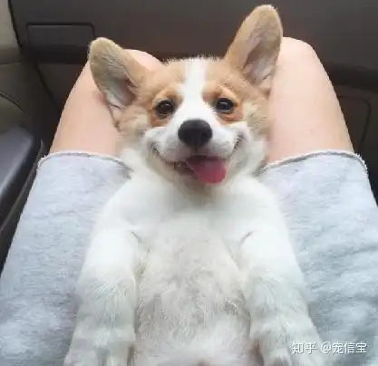  它除了短腿翘臀,还有一些不为人知的小秘密