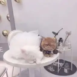  猫咪情侣头像一对两张猫系列情侣头像一左一右