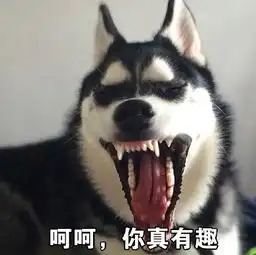  哈士奇表情包图片