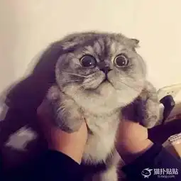  史上最有爱宠物情侣头像,完虐单身狗,你值得拥有