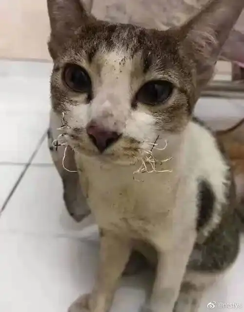  今日沙雕图01012022元旦快乐