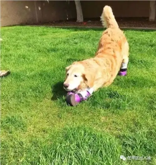  它从金毛变柯基,如今却用笑容治愈所有人心若向阳,何惧忧伤