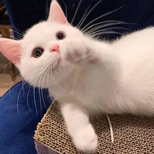 最近外网疯转的一只小猫咪,猛男必看