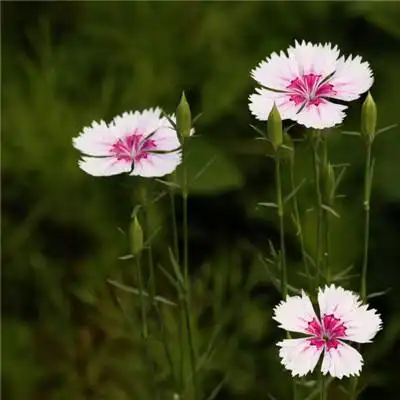  fulao2官方下载ios线路检测