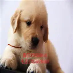  丰都哪里能买到双血统金毛金毛图片枫叶红金毛