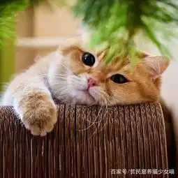 脸圆身子圆眼睛也圆,浑身上下都圆圆的小猫咪,可爱到犯规