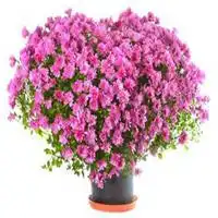  微信头像一盆花微信头像图片大全