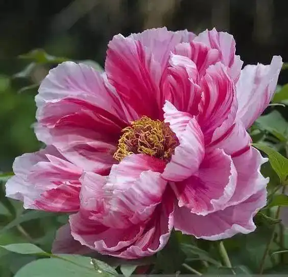  洛阳牡丹,美到心醉与君共赏