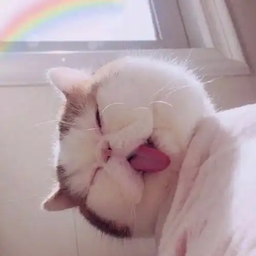 小猫咪会看电视吗成精实锤这几点才是真相