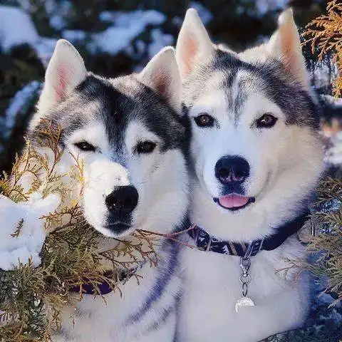  天气一冷,二哈的颜值有了质的提升