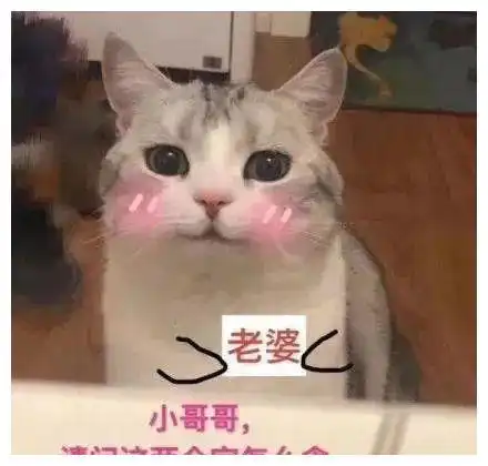  养猫的人注意了,你可能已经被戴了绿帽子