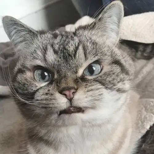  喵主子如此高冷,都是因为爱啊