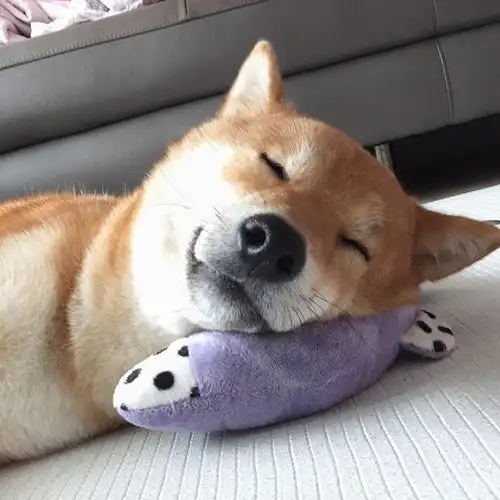  你以为汪星人的笑容都是阳光甜美的吗那你就大错特错啦