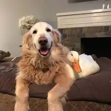  头像我觉得这辈子最灿烂的笑容都奉献给手机和电脑屏幕了