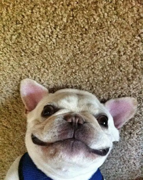  粉丝高达11.5万的人气萌宠,镜头感十足