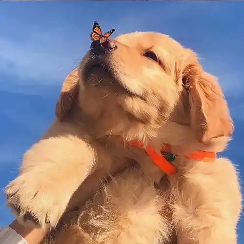  中暑非小事,三伏天狗狗若是频繁气喘吁吁行动缓慢虚弱眩晕需警惕