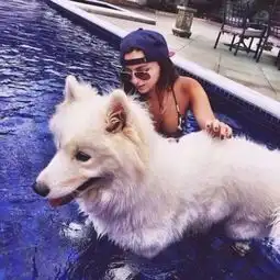  人狗的头像,一块