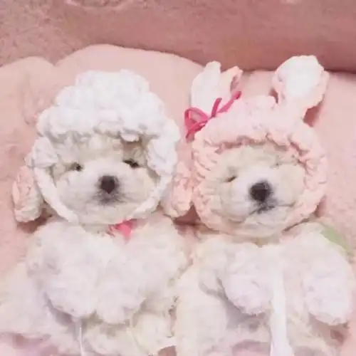  情侣头像一对两张l可爱又治愈的晚安文案合集