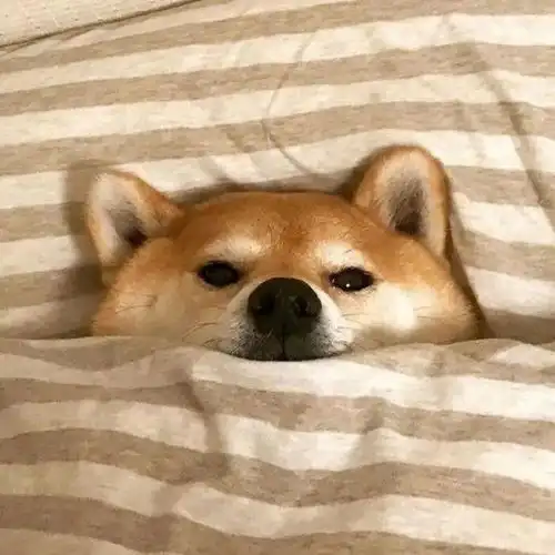  基金小白的坑,我先干为敬