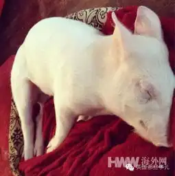  男男情侣收养迷你猪当宠物到最后还是原形毕露