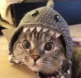  头像你有什么资格说我胖了你请我吃过什么