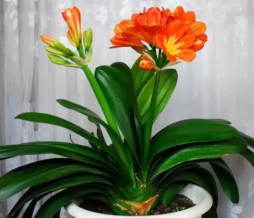  4种富贵花,想要好却要贱养,控制水量很重要