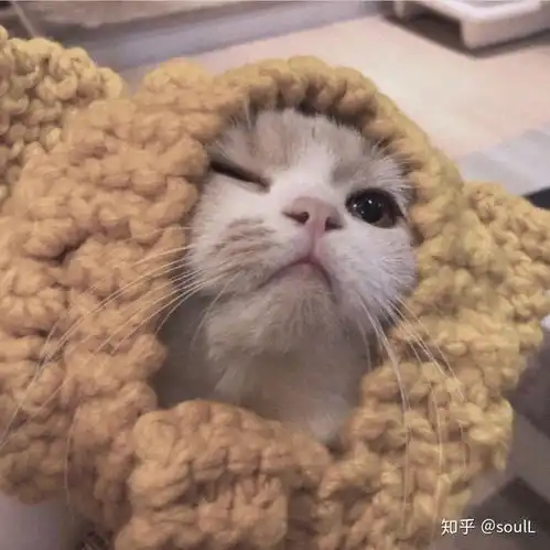  沙雕又可爱的朋友圈文案