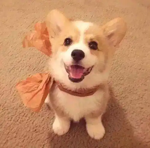  训狗师梁宇的秘籍