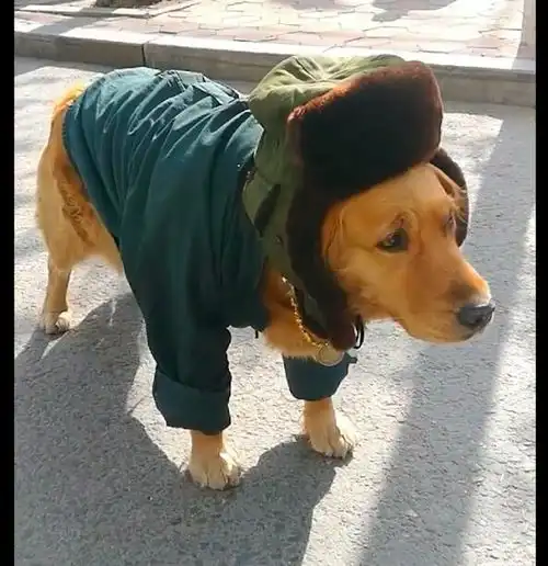  狗狗穿上大衣和帽子,脖子还挂着一根大金链子,这就是狗中土豪吧