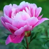  花开头像花开富贵头像