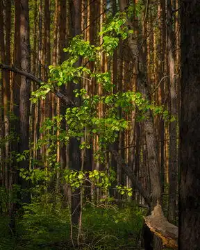  森林图片图源免费点击来源直接获取大图文件森林中的树木摄影竖幅森林高清大图