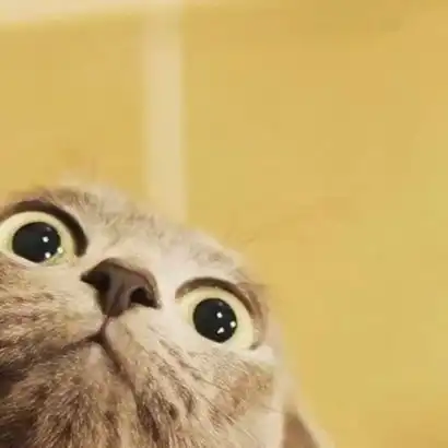  戴眼镜好看的猫咪头像,气质猫咪戴眼镜的图片,猫头像高冷带墨镜第3页大山谷图库