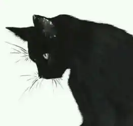  这是一张情侣头像,一只黑猫往左看,背景是白的,另一张是一只白猫往右看背景是黑的
