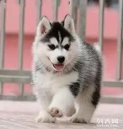 健康哈士奇哪里买合肥出售哈士奇多少钱一只哈士奇图片