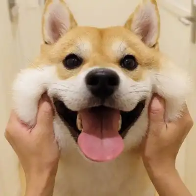  可爱萌宠qq头像,萌宠头像大全可爱调皮可爱