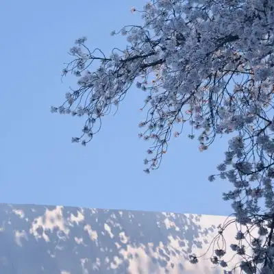  宋知意ins唯美樱花意境清新背景风景静物头像我要个性网