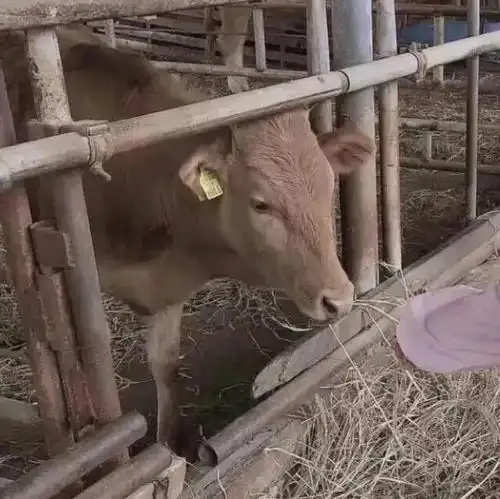  情头丨年轻的时候爱上什么都不为过成熟了以后放弃什么都能理解