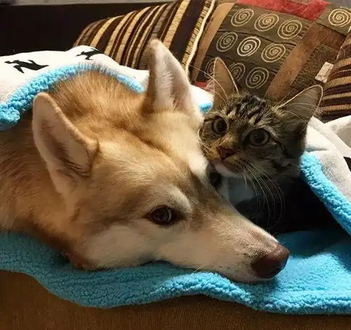 猫狗一起养,到底能不能保证狗身安全