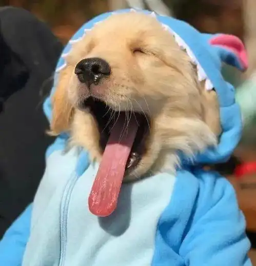  我被小金毛治愈到了