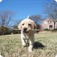  手绘可爱萌宠情侣头像微信头像图片大全