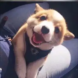  声之响往,为梦启航蔡伊伶