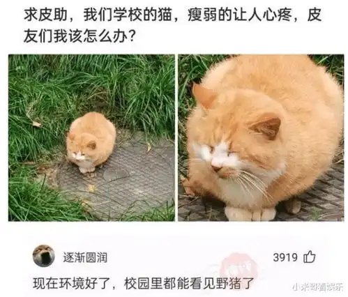 神回复我们学校的猫,瘦弱得让人心疼,朋友们我该怎么办