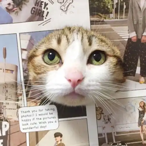  有哪些好看的动物情侣头像嘞