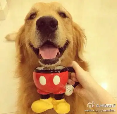 金毛金毛图片堆糖,美图壁纸兴趣社区