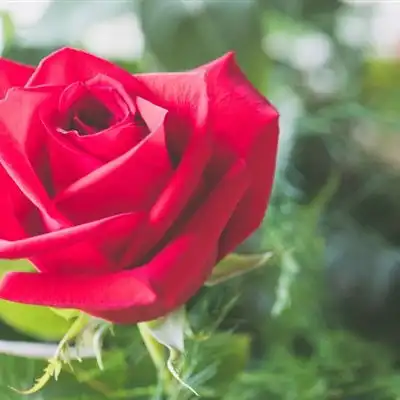  好看的红玫瑰头像,一朵红玫瑰微信头像送给喜欢的你