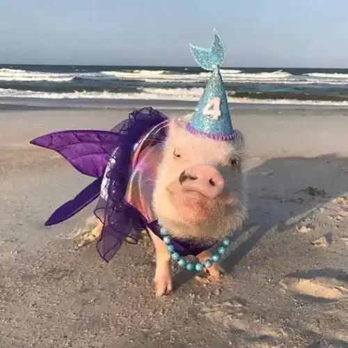  壁纸头像一大波萌宠情侣头像强势来袭