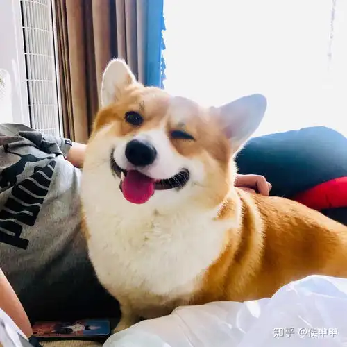  给你的柯基拍过最棒的图片是哪一张