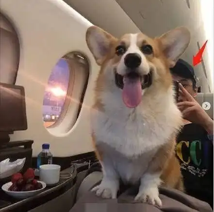  王思聪疑坐实新恋情,因一只狗柯基曝光新女友,这次不是网红了