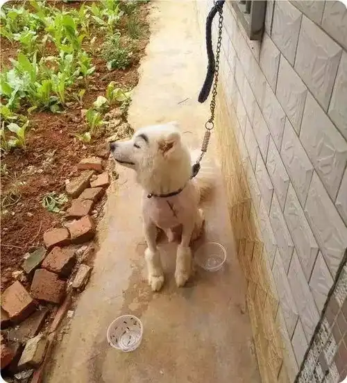  把狗狗系在院子里,没想到惨遭熊孩子毒手