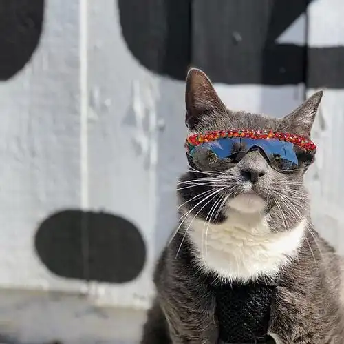  头像表情包丨戴墨镜小猫咪,无情哈拉少